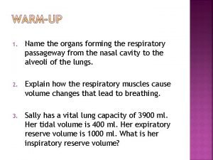Organs forming the respiratory passageway