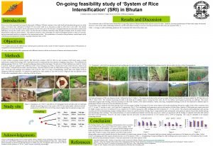 System of rice intensification