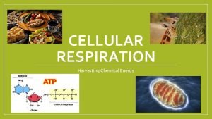 CELLULAR RESPIRATION Harvesting Chemical Energy Living things require