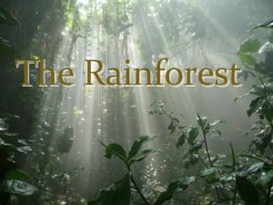 Introduction about rainforest