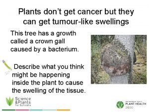 Plants dont get cancer but they can get