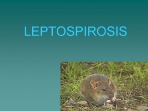 LEPTOSPIROSIS Leptospirosis A common zoonotic disease Caused by