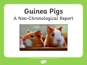 Guinea Pigs A NonChronological Report Photos courtesy of