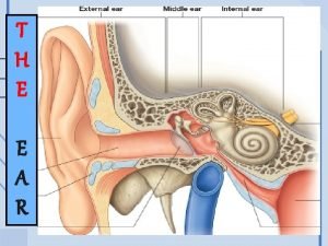 Medial wall of middle ear diagram