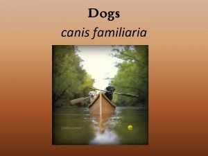 Canis familiaria Canis familiaria