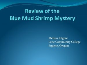 Blue mud shrimp