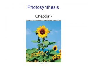 Mcgraw hill photosynthesis