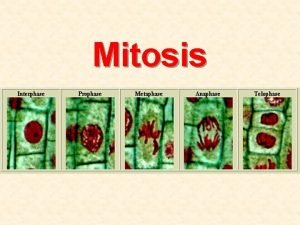Mitosis What is Mitosis Division of the nucleus