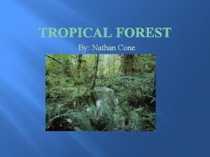 TROPICAL FOREST By Nathan Cone Introduction I selected