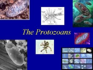 The Protozoans Protozoa are a diverse assemblage with