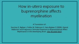 How inutero exposure to buprenorphine affects myelination A