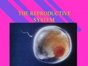 THE REPRODUCTIVE SYSTEM Male Reproductive System n To