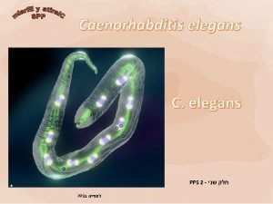 Caenorhabditis elegans C elegans PPS 2 PPS C