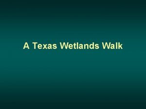 A Texas Wetlands Walk What is a Wetland