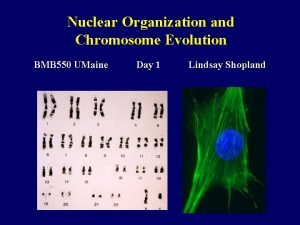 Nuclear Organization and Chromosome Evolution BMB 550 UMaine