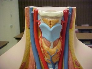 Right external carotid artery Right internal jugular vein