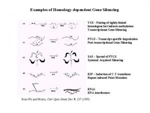 Examples of Homologydependent Gene Silencing TGS Pairing of