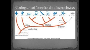 Phylum porifera nervous system