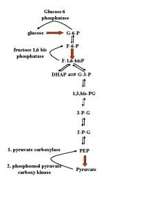 Glucose 6 phosphatase glucose G6 P F6 P