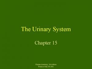 The urinary system chapter 15