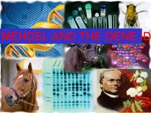 MENDEL AND THE GENE ID Introduction 1 Mendel