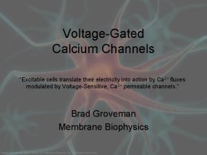 VoltageGated Calcium Channels Excitable cells translate their electricity