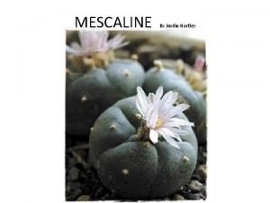 Mescaline dosage