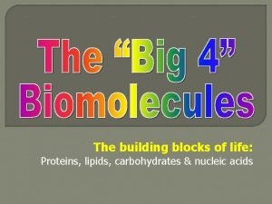 The building blocks of life Proteins lipids carbohydrates