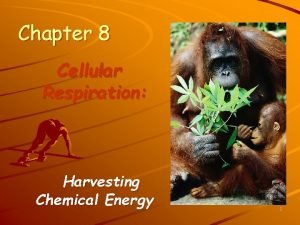 Chapter 8 Cellular Respiration Harvesting Chemical Energy 1