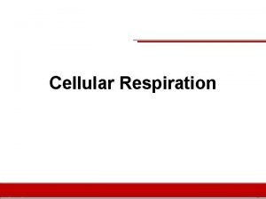 Cellular Respiration Biology Science Department Deerfield High School