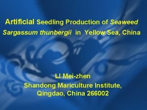 Artificial Seedling Production of Seaweed Sargassum thunbergii in