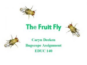 The Fruit Fly Caryn Deeken Bugscope Assignment EDUC