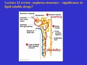 Hepatic blood flow