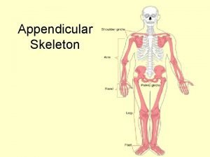 Appendicular Skeleton Appendicular Skeleton The appendicular skeleton consists