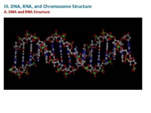 III DNA RNA and Chromosome Structure A DNA