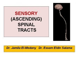 SENSORY ASCENDING SPINAL TRACTS Dr Jamila ElMedany Dr