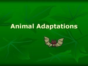 Animal Adaptations Activity 1 Adaptation Notes Adaptations anything