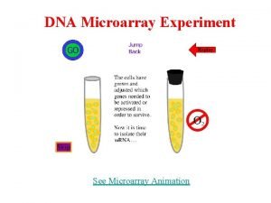 DNA Microarray Experiment See Microarray Animation Cyber Tools