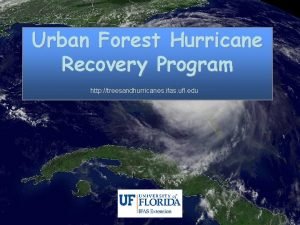 Urban Forest Hurricane Recovery Program http treesandhurricanes ifas