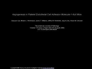 Angiogenesis in Platelet Endothelial Cell Adhesion Molecule1 Null
