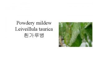 Powdery mildew Leiveillula taurica Development After infection unseen