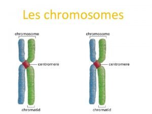 Les chromosomes I Structure des chromosomes humains ADN