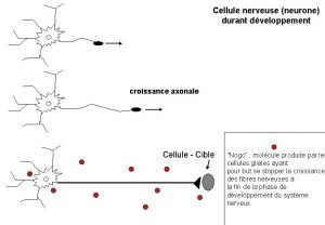 Cellule nerveuse neurone durant dveloppement croissance axonale Cellule