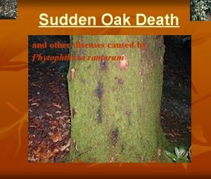 Sudden Oak Death and other diseases caused by