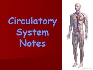 Circulatory system function