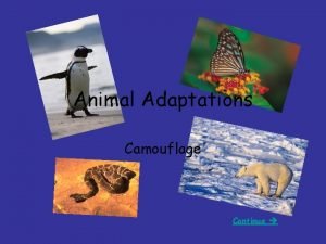 Disruptive coloration