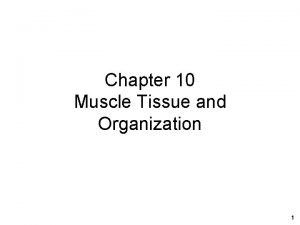 Chapter 10 Muscle Tissue and Organization 1 Muscles