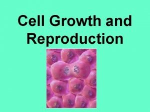 Stage of mitosis
