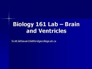 Biology 161 Lab Brain and Ventricles Scott lehbauerlethbridgecollege