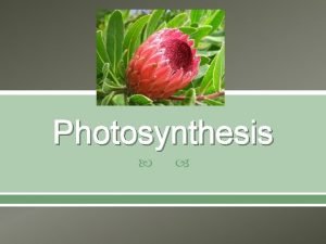 Photosynthesis Photosynthesis is carried out by a number